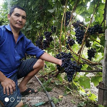 Виноград: Саженцы винограда: Ризамат. Киш-миш чёрный. Мирный. Розовый тайфи — 12