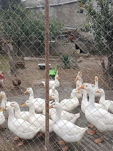 ordek qaz: Biləcəridə Satılır ev quşları – qaz və ördəklər. Qaz 50 azn ördək 20 — 2