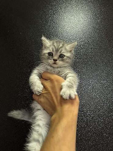 кошки свинкс: 🐾 Шотландские вислоухие котята (Scottish Fold) 🐾 Продаются — 5