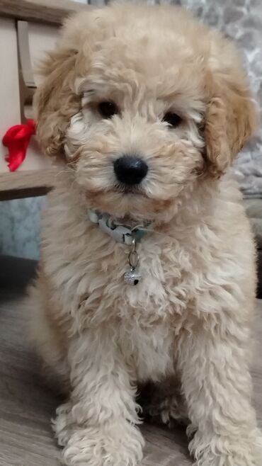 İtlər: Pudel, 8 ay, Erkek, Peyvəndli, Ünvandan götürmə — 2
