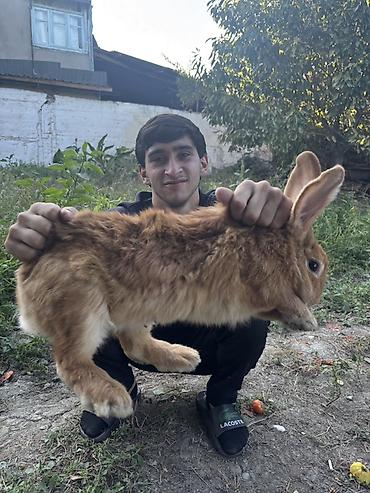 golden it cinsi: Nəhəng ölçülü, qızılı-qonur tüklü dovşan və eyni rəng balalar var — 1