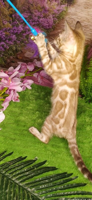 Продажа кошек: Друзья !!! питомник Бен Гла Мур с радостью предлагает новый помет. от — 20