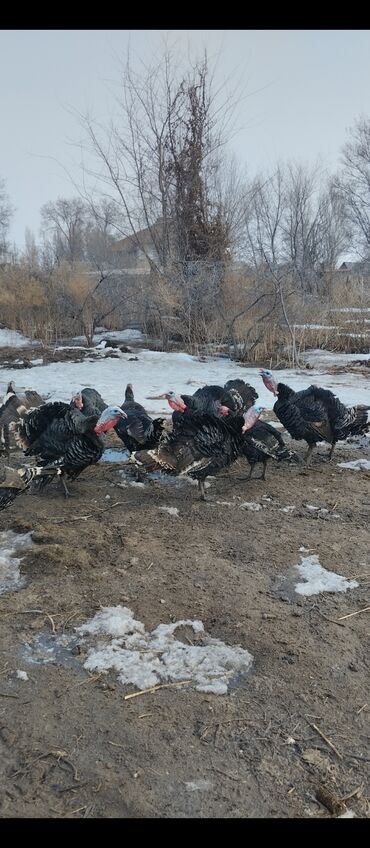 живой корм: Село Васильевка индюки 7 голов петухи парода местные им скора будет