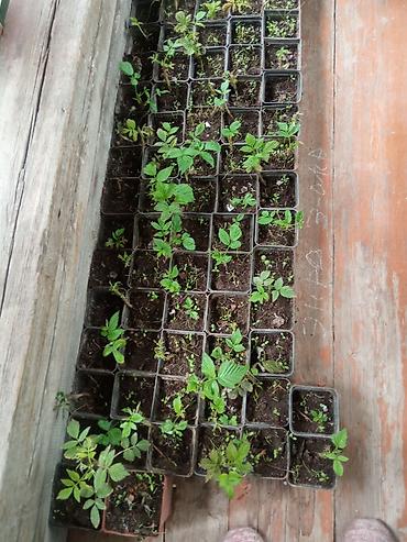 Малина: Малина ремонтантная (сорт — 9