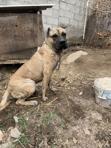 купить шпица: 1 жаш, Эркек, Эмделген