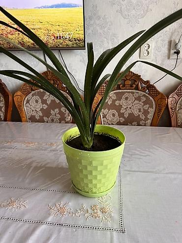 яркие: Кливия (Clivia) в декоративном кашпо Рассмотрю обмен - Комнатное — 3