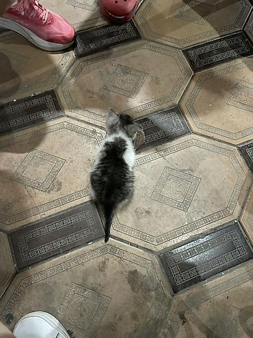 котик 1 месяц: Котёнок, полосатый табби с белыми лапками и грудкой. - Возраст — 1