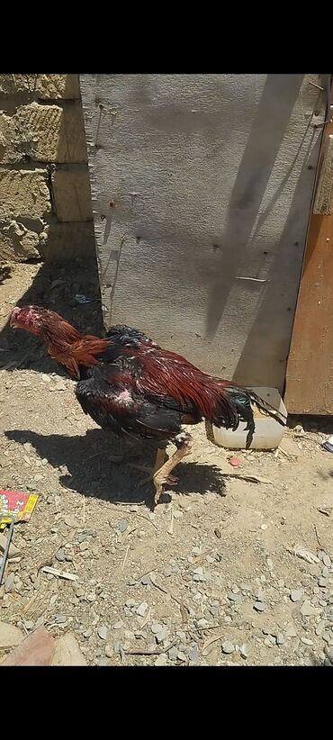cuceye verilen adlar: UAvqust becesi gözəl mahmiz vurur quşbazdiga keçirə deye heyratini