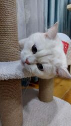 heyvanlara verilen adlar: Şinşilla, Erkək, Yaxşı əllərə, Ünvandan götürmə