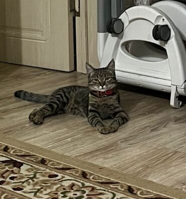 Отдам даром кошку: Кошка даром: Бенгальская, 2 года, Девочка, С прививками, Кастрирована, Метис