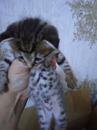 Pişiklər: Erkək, Dişi — 10