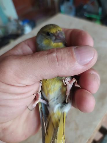 bulbul quşu haqqında məlumat: Məhsul: Yaşıl Qızılquş rusca Zelenes gushu tam saglam col bulbulu — 2