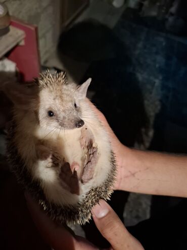 Gəmiricilər: Afrika cırtdan kirpisi (hedgehog) - Növ: Afrika cırtdanı (pet kimi — 12