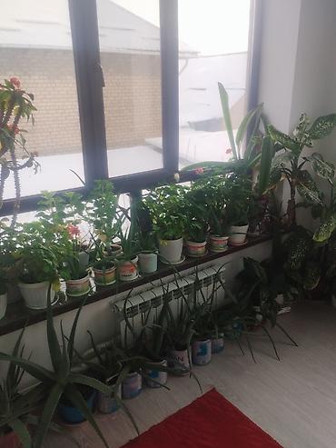 Другие комнатные растения: Продаю комнатные цветы герань, женское счастье, алое и ТД — 1