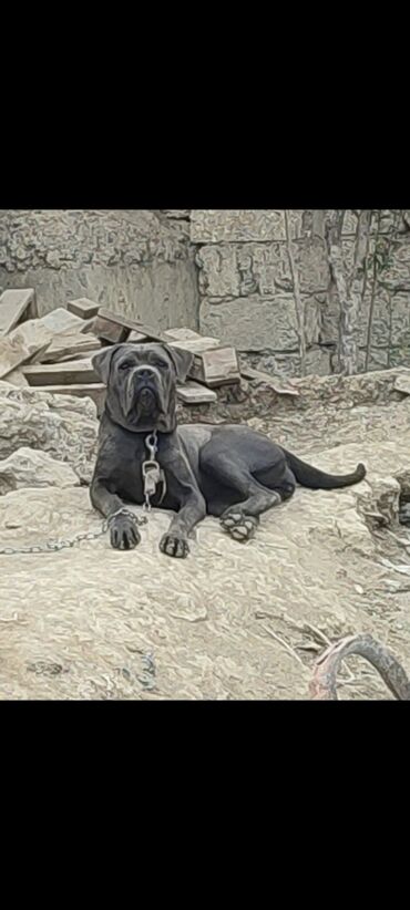 it sekilleri balaca: Kane-Korso, 1 ay, Dişi, Pulsuz çatdırılma