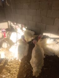 купить золотого ретривера: Продаю индюки без ГМО жывым и тушами 600 сом килограм!