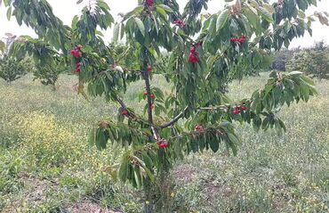 Torpaq sahələrinin satışı: 400 sot, Kənd təsərrüfatı, Mülkiyyətçi, Kupça (Çıxarış) — 6