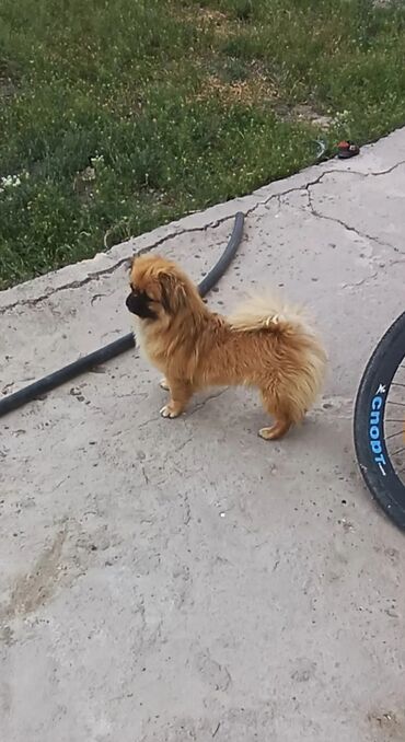 etibarli ellere it verilir: Pekines, 2 il, Erkek, Cütləşmə üçün, Pulsuz çatdırılma