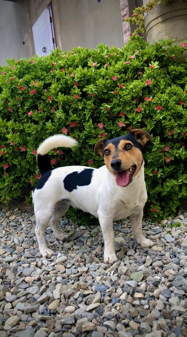 İtlər: Cek rassel teryer, Dişi, Ünvandan götürmə — 2