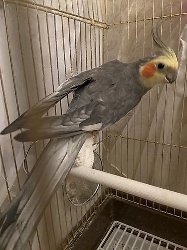 Quşlar: Nimfa (Cockatiel) tutuquşu– Danışmağı çox sevir qəfəsi və bütün — 3