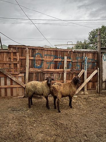 balaca it cinsi: Quzu, Erkək, ay: 8, 34 kq, Ətlik, Ünvandan götürmə — 3
