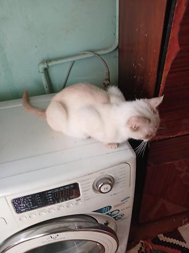 Pişiklər: Şotland, Erkək, Dişi, Yaxşı əllərə, Ünvandan götürmə, Pulsuz çatdırılma, Ödənişli çatdırılma — 4