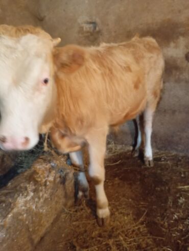 Dana, buzov: Dana, buzov, Dişi, ay: 9, 250 kq, Damazlıq, Ünvandan götürmə — 8