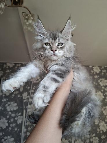 йоркширский терьер бишкек: Мейн-кун котёнок, серебристый мрамор (silver tabby) с эффектным — 2