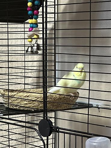 попугая: 🦜 Продаю волнистого попугая вместе с большой клеткой Попугай — 2