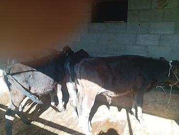дойки ком: Продаю | Бык (самец) — 1
