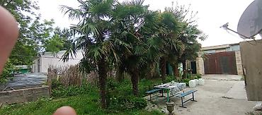 tikanlı bitkilər: Təklif: Bağ üçün dekorativ xurma (Trachycarpus fortunei – külək — 3