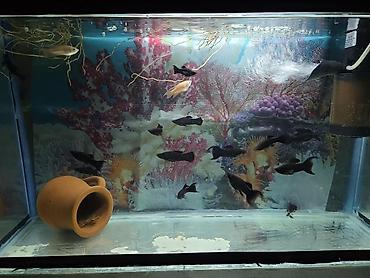 🐟 QARA MOLLY — BLACK MOLLY SATILIR Akvarium üçün aktiv, dekorativ və