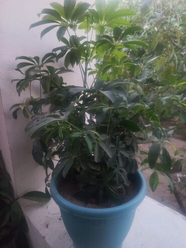питомник растений в баку: Şeflera (Schefflera arboricola) – dekorativ otaq bitkisi - Qab: açıq