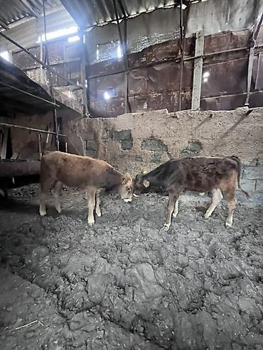 Коровы, быки: Продаю | Бык (самец) | На откорм — 3