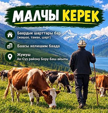 Айыл чарба: Талап кылынат Чабан, Төлөм: Келишим түрүндө, Тамактануу — 1
