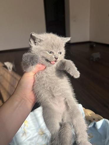 мал кой: Британцы породистые котята
Котята приучены к лотку 🌸 — 2