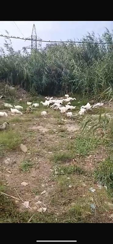 jersey cinsi: Linda kuban qazlari 3ayliq 20 denedir 23 manata unvan baki maraglanan — 3