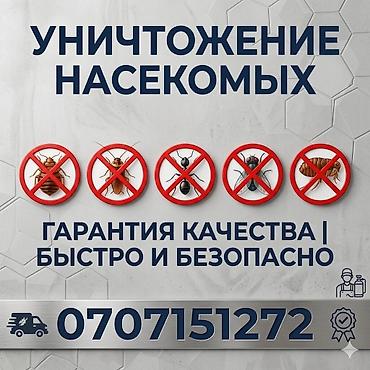 клей от мышей: Дезинфекция, дезинсекция, | Блохи, Вирусы, микробы, Клопы, | Дома, Кафе, магазины, Квартиры — 1