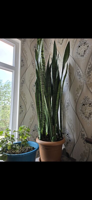 qab serviz: Sansevieria böyük, sıx pöhrəli, uzun və dik yarpaqlı otaq bitkisi. -