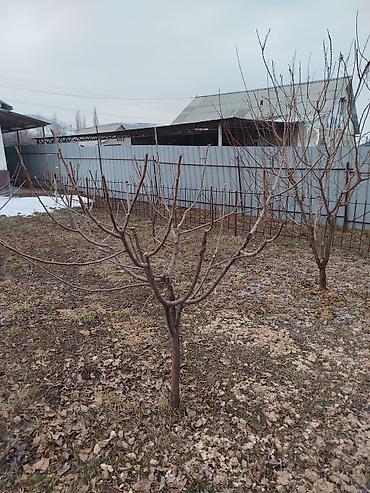 Спил деревьев, заготовка дров: Профессиональная обрезка плодовых деревьев Услуга сезонной и — 2