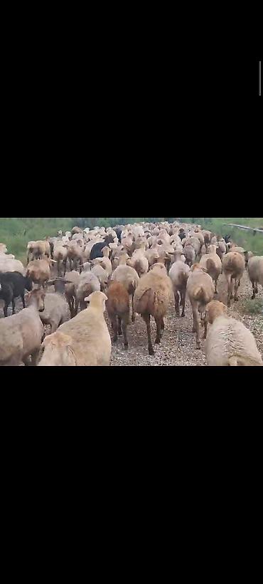 Mal-qara: Dişi, il: 1, 60 kq, Damazlıq, Ünvandan götürmə — 3