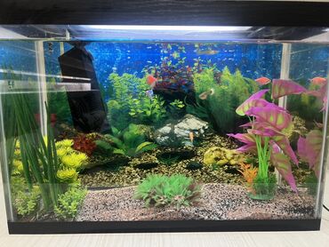 Akvarium aksessuar və ləvazimatları: Bu akvarium evdə və ya ofisdə canlı balıqlar üçün ideal yaşayış mühiti