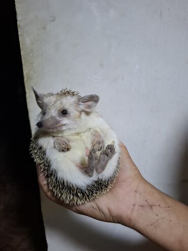 Gəmiricilər: Afrika cırtdan kirpisi (hedgehog) - Növ: Afrika cırtdanı (pet kimi — 7
