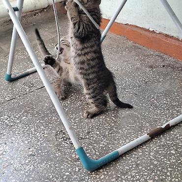 Кошки: 2 месяца, Девочка, Приучена к лотку — 3