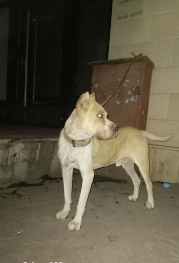 Продажа собак: Американский питбультерьер, кобель, рыже-белый окрас. Крепкое — 3