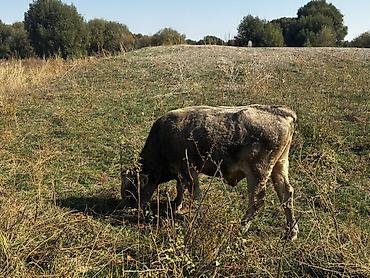 буки: Продаю | Бык (самец) | На откорм — 1
