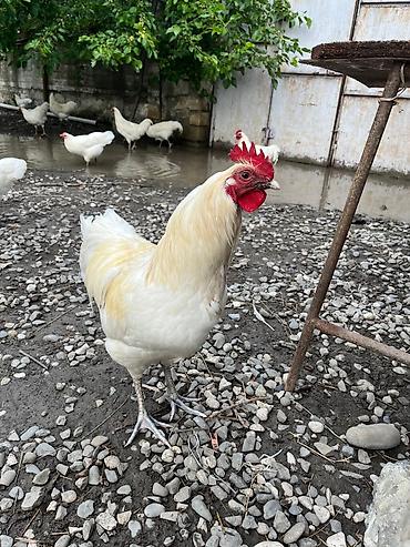 qara toyuq quşu: Salam ag avstralorp cuceleri satilir qiymet gunluyune gore — 5