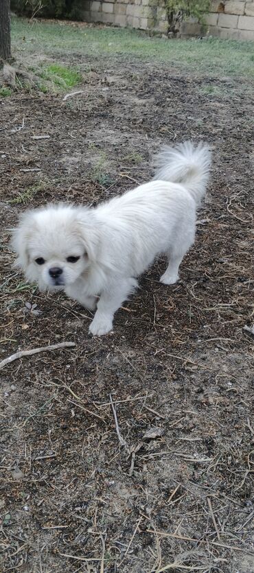 it sekilleri afcarka: Pekines, 11 ay