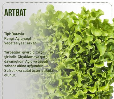 Toxumlar: Aluzze qarpiz toxumu — 14