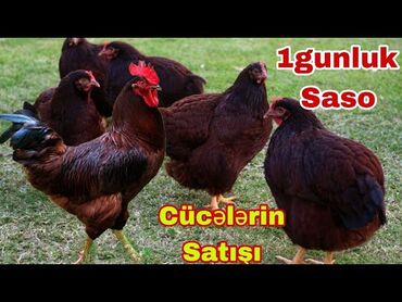 broyler cücələri: Saso cücələri toyuq 5 kilo xoruz 7 kilo verir . Qırmızı kuban Salam